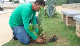 IMA ultrapassa 1,6 milhão de mudas plantadas
