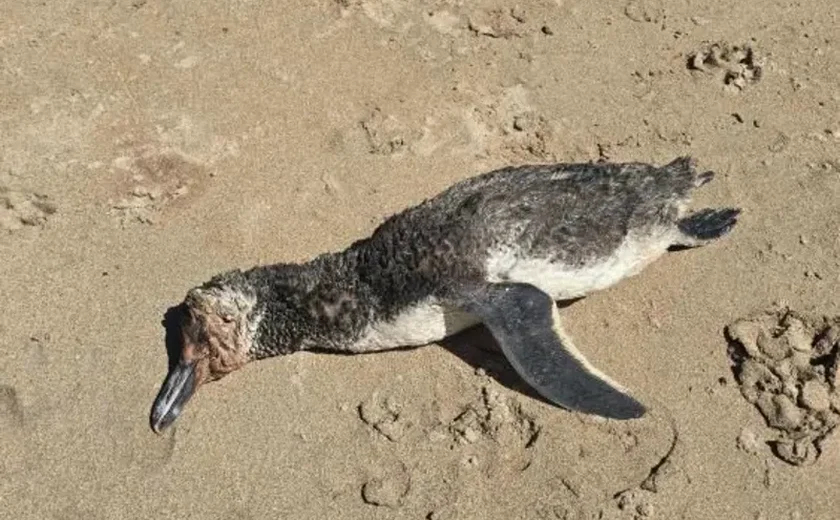 Mais um pinguim é encontrado morto no Litoral de Alagoas