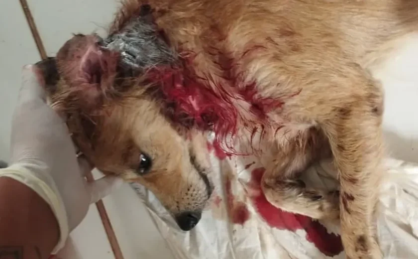 Cachorro é atacado por cerca de 8 cães de rua e mobiliza realização de campanha para custear tratamento