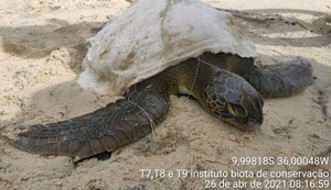 Tartaruga-verde encalha em área de difícil acesso na praia de Jequiá da Praia