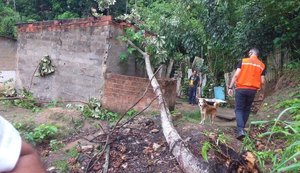 Chuva: Defesa Civil de Maceió condena imóvel atingido por queda de árvore