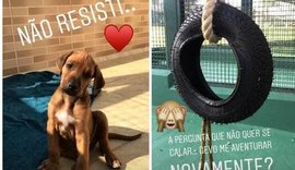 Latino adota cachorro e novo macaco, após morte de Twelves