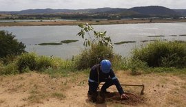 No Velho Chico, plantio de mudas celebra importância da árvore