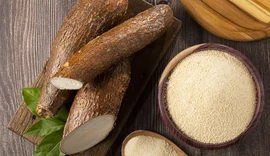 Mandioca tem alta de 47% e anima produtores