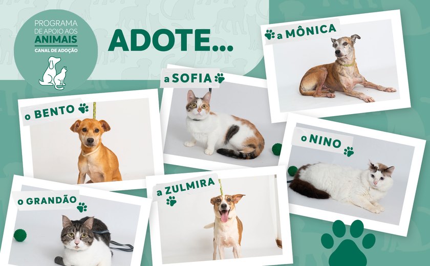 Em um ano, Focinho Responsável ajudou mais de 640 animais a encontrarem um novo lar