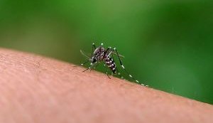 Vacina contra chikungunya reforça importância da testagem para diferenciar infecções por arboviroses