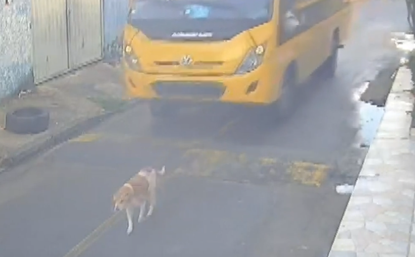 Cão é atropelado por ônibus escolar da Prefeitura de Marechal Deodoro