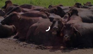 Brucelose é causada por bactéria e atinge mamíferos