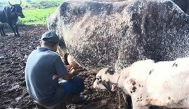 Melhoramento genético eleva em 40% a produtividade de leite em Arapiraca