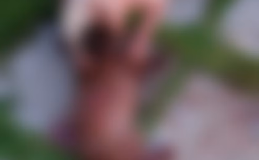 Pitbull foge e invade casa matando outro cachorro de porte pequeno em Marechal Deodoro