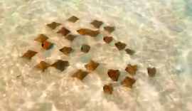 Drone registra cardume de arraias em Maragogi e encanta internautas com ‘balé marinho’