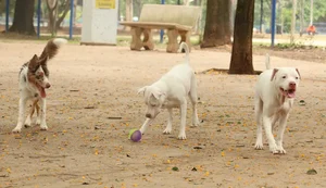 Saiba como funciona o SinPatinhas, novo RG Animal para cães e gatos