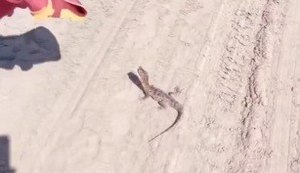Em dois dias, cinco jacarés e duas cobras são encontrados em praias de Maceió