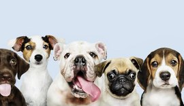 Medicamentos de uso humano podem ser tóxicos para cães e gatos