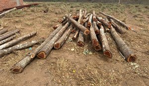FPI 2023: Propriedade em Traipu é autuada por desmatamento de 200 hectares