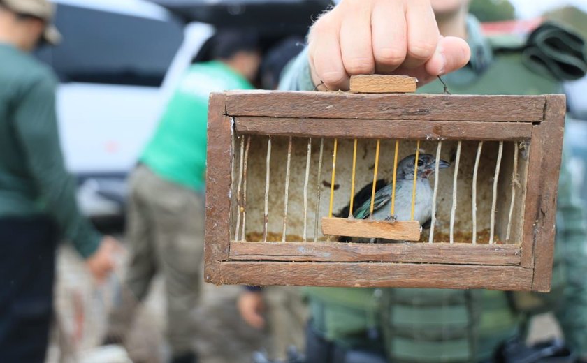 FPI do Rio São Francisco resgata 26 animais silvestres vítimas de maus tratos em feira livre