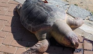 Tartaruga é encontrada morta por populares na Praia de Ponta Verde