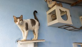 Programa completa 4 anos com mais de 8 mil animais atendidos
