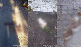 Polícia Civil vai investigar matança de gatos em rua de Bebedouro