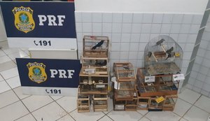 PRF prende homem transportando pássaros silvestres irregularmente