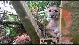 Onça-parda é capturada dentro de hotel no interior de São Paulo