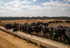 IBGE abre 136 vagas temporárias em 19 municípios de Alagoas para o Censo Agropecuário