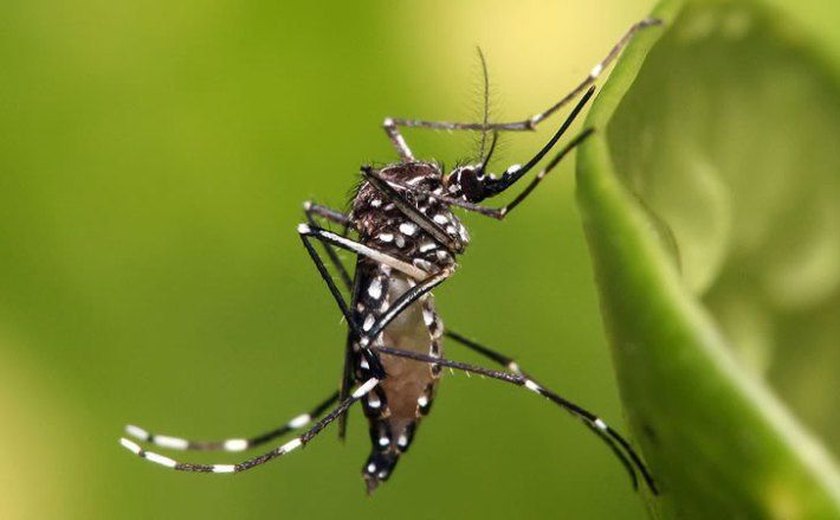 Número de casos de dengue, zika e chikungunya diminui em Alagoas