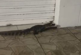 Jacarés circulam em área urbana e assustam moradores de Jequiá da Praia