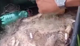 Pescadores encontram cerca de 100 quilos de peixes mortos em redes de pescas na Lagoa do Pé Leve