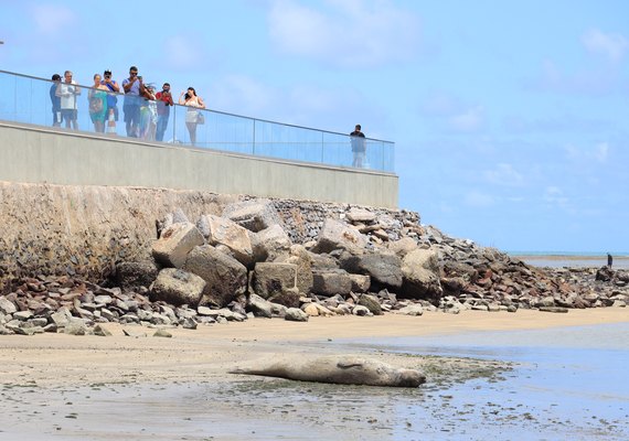 Instituto Biota informa que elefante-marinho foi encontrado morto em Jequiá da Praia