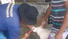 Sinfeagro classifica intervenção do MAPA no Programa Estadual de Sanidade Suína da ADEAL como 'atitude clandestina'