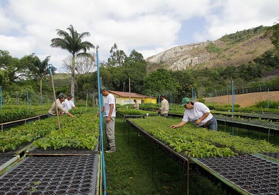 Educação ambiental e reflorestamento trazem vida à reserva da Mata Atlântica