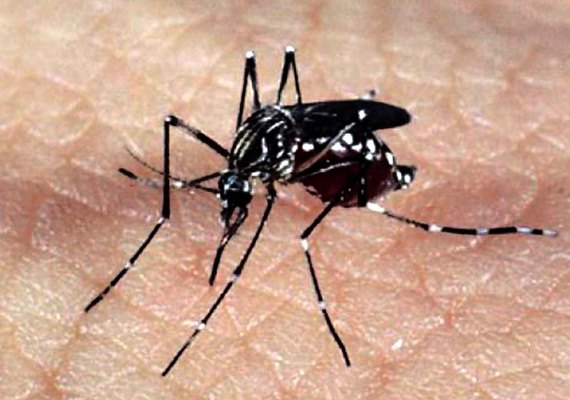 Agreste Saneamento alerta para cuidados com a água no combate à Dengue