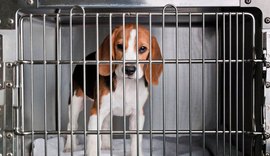 Lei que proíbe testes de cosméticos em animais já está em vigor