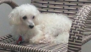 Movimento nacional pelo registro de bichos de estimação será lançado em Maceió no dia 6 de novembro