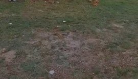 Prefeito e pai de deputada libera crime ambiental em evento de Paripueira