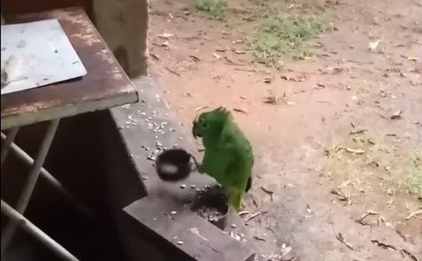 Vídeo de papagaio cantando 'Atirei o Pau no Gato' viraliza; assista