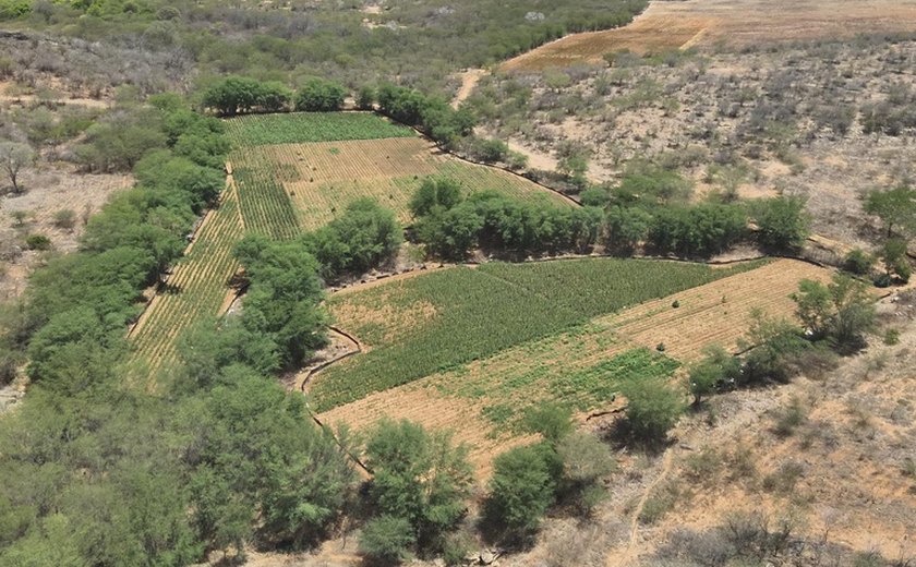 PF realiza nova fase de operação contra cultivo e tráfico de maconha em AL, BA, PE e MG