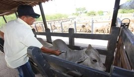 Vacinação contra a febre aftosa começa em 1º de maio na maioria dos estados