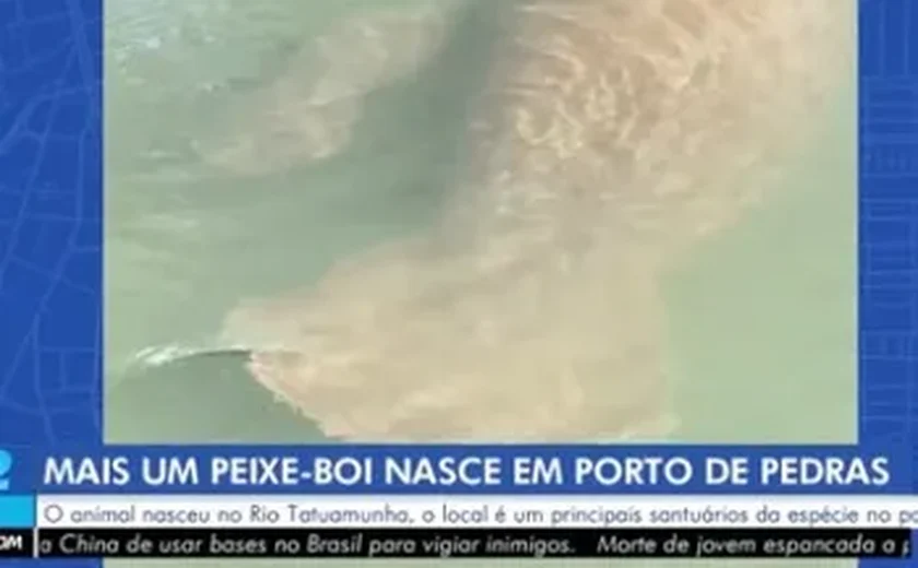 Filhote de peixe-boi nasce no rio Tatuamunha, em Porto de Pedras