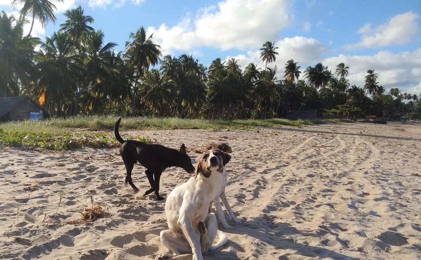 Alagoas promove Campanha de Vacinação Antirrábica para cães e gatos a partir desta segunda-feira
