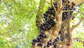 Pesquisa indica que casca da jabuticaba previne diabetes e melhora funções hepáticas