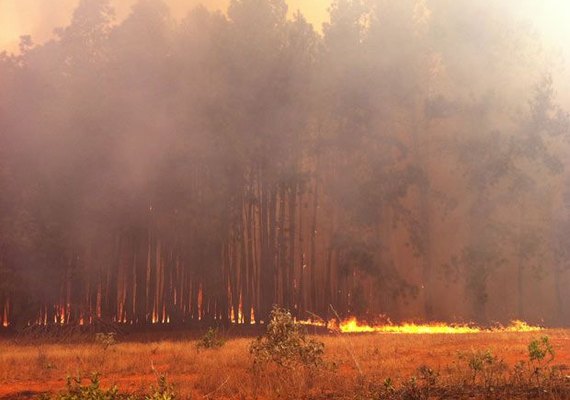 Incêndio em manguezal afeta cerca de 4 hectares em São Miguel dos Milagres