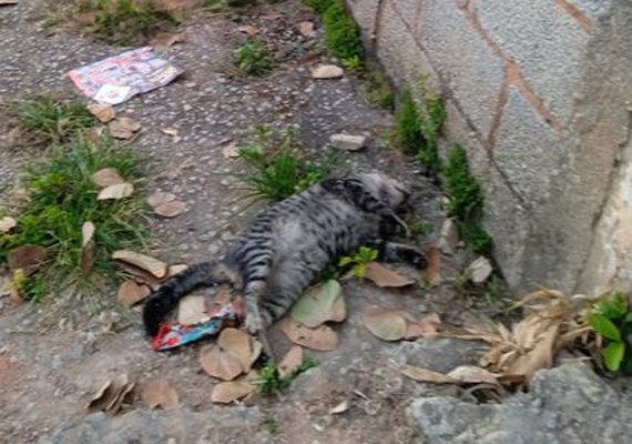 Polícia Civil investiga morte de gatos por suspeita de envenenamento em Maceió