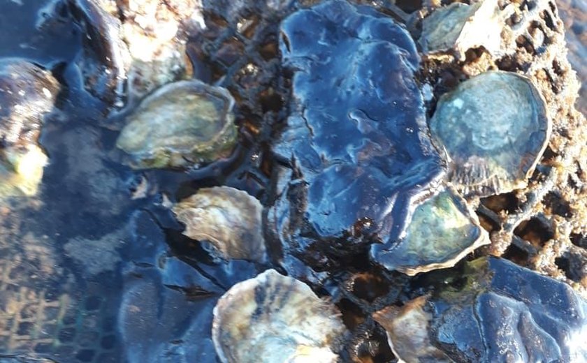 Óleo atinge estuário de ostras em Porto de Pedras, no litoral norte de Alagoas