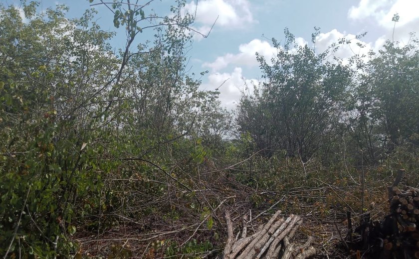 Famílias denunciam desmatamento de Área de Reserva Legal