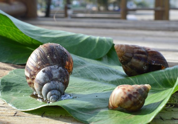 Caramujos africanos são vetores de diversas doenças, alerta bióloga da Sesau