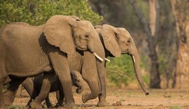 Elefante pisoteia e mata turista alemã de 49 anos no Zimbábue