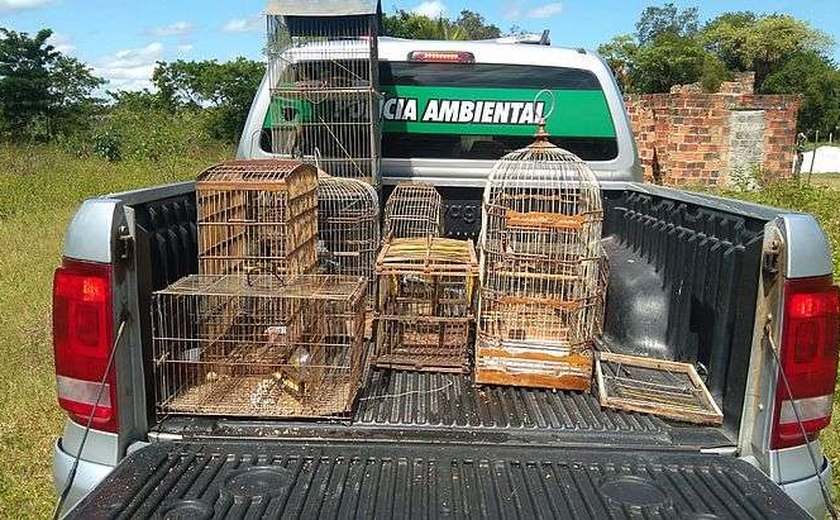 Operação da Polícia Ambiental resgata 17 aves silvestres em cidades de Alagoas