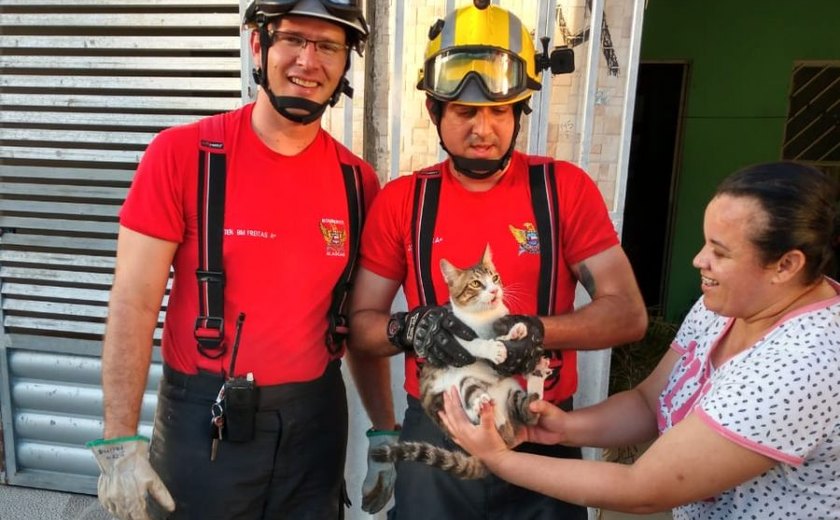 Vídeo: Bombeiros são acionados para resgatar gato preso em parede em União dos Palmares